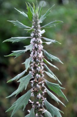 Otların arasındaki çayırlarda büyüyen ve açan köpek ısırgan otları beş ağızlıdır (Leonurus quinquelobatus)