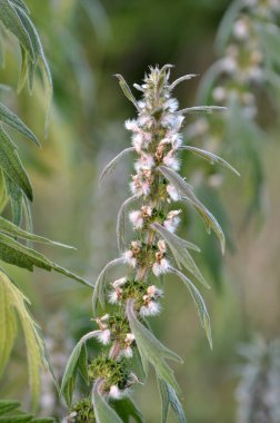 Otların arasındaki çayırlarda büyüyen ve açan köpek ısırgan otları beş ağızlıdır (Leonurus quinquelobatus)