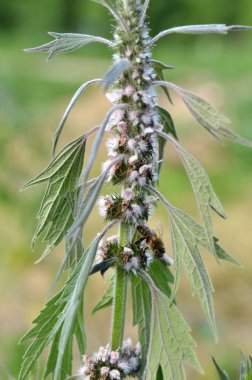 Otların arasındaki çayırlarda büyüyen ve açan köpek ısırgan otları beş ağızlıdır (Leonurus quinquelobatus)