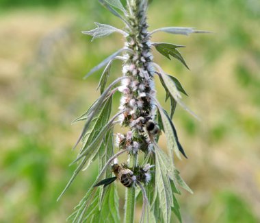 Otların arasındaki çayırlarda büyüyen ve açan köpek ısırgan otları beş ağızlıdır (Leonurus quinquelobatus)