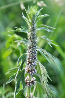 Otların arasındaki çayırlarda büyüyen ve açan köpek ısırgan otları beş ağızlıdır (Leonurus quinquelobatus)