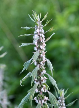 Otların arasındaki çayırlarda büyüyen ve açan köpek ısırgan otları beş ağızlıdır (Leonurus quinquelobatus)
