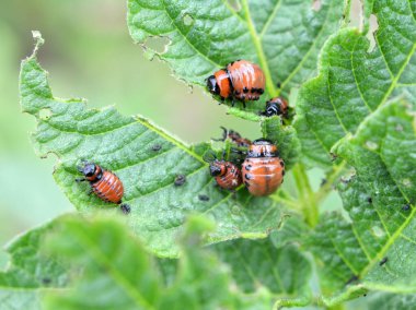 Colorado patates böceği larvaları patates yapraklarını yok eder.