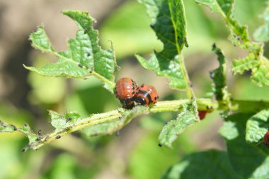 Colorado patates böceği larvaları patates yapraklarını yok eder.