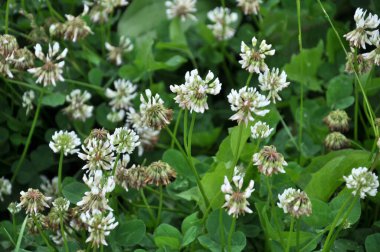 Yonca doğada beyazdır (Trifolium tövbe eder))