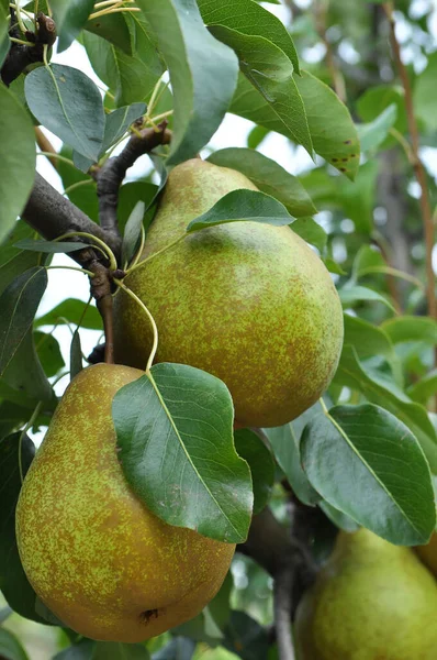 Huerto Las Peras Maduran Rama Del Árbol —  Fotos de Stock