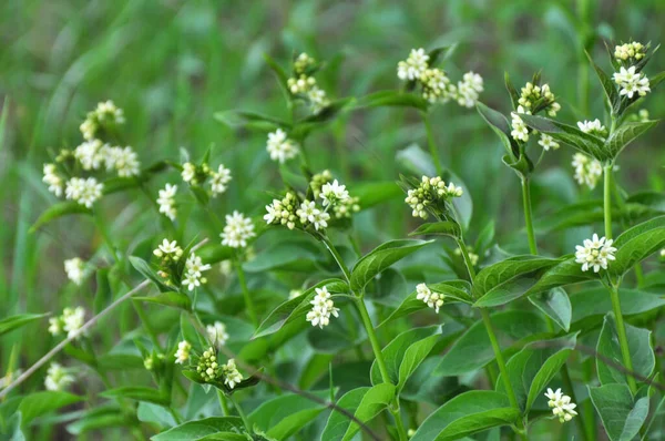 Printemps Vincetoxicum Hirundinaria Fleurit État Sauvage Dans Forêt — Photo