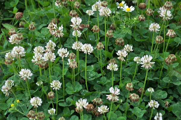 Trifoglio Natura Bianca Trifolium Repens — Foto Stock