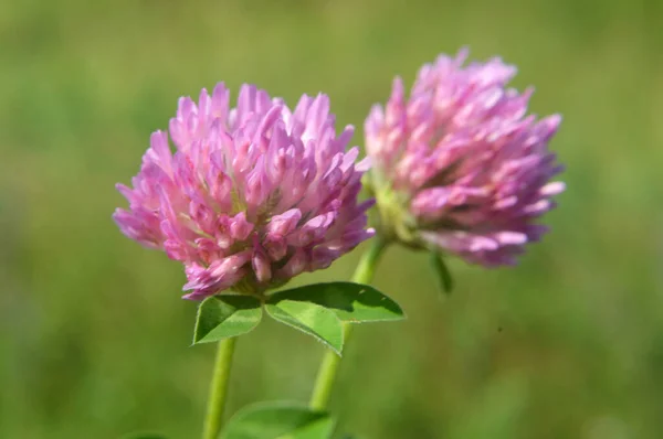 Klee Trifolium Pratense Wächst Auf Der Wiese Zwischen Wilden Gräsern — Stockfoto