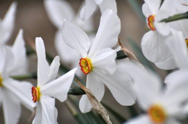 İlkbaharda, narsis (nergisler) çiçek tarhında açar..