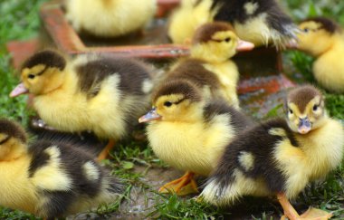 Genç misk ördekleri birkaç yaşında ürerler (Cairina moschata).