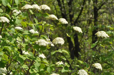 İlkbaharda Viburnum 'un vahşi çiçeklerinde (Viburnum lantana)