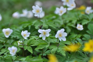 Ormanın vahşi yaşamında erken bahar çiçekleri. İlkbahar bitkisi Anemone nemorosa.