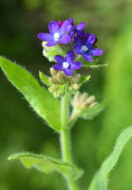 Anchusa çayırda vahşi doğada çiçek açar.