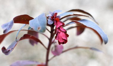 İlkbaharda ormanda yabani otlar yetişir (Euphorbia amigdaloides) 