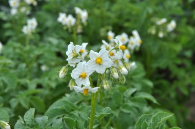 Çiftçi tarlasında, patates çiçekleri boldur.