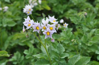 Çiftçi tarlasında, patates çiçekleri boldur.