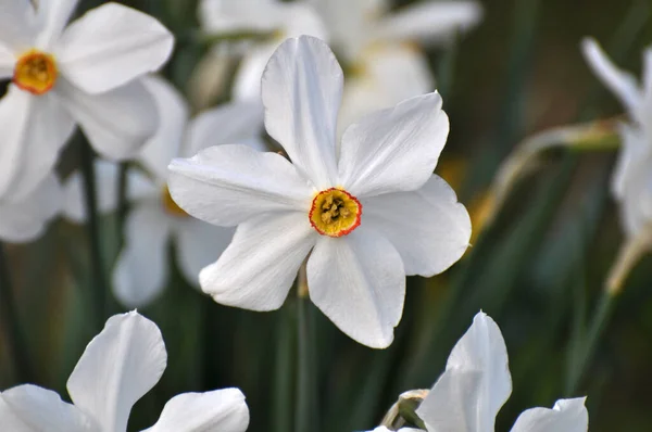 Primavera Narciso Narciso Floresce Canteiro Flores — Fotografia de Stock