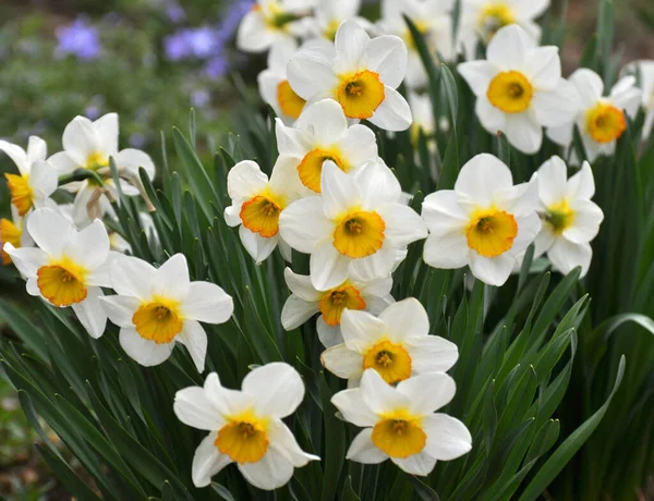 Навесні Нарциси Дафродили Цвітуть Клумбі — стокове фото