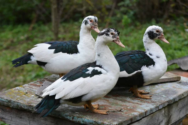 Grupo Patos Almiscarados Adultos Cairina Moschata — Fotografia de Stock