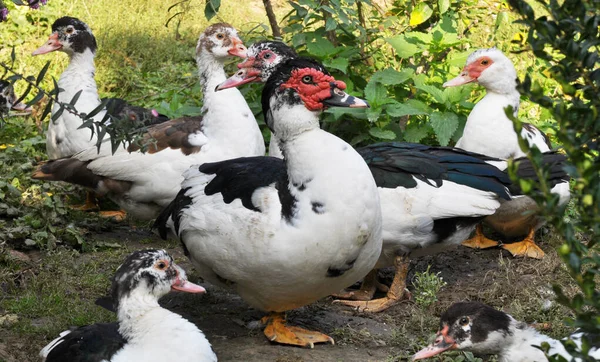 Skupina Dospělých Pižmových Kachen Cairina Moschata — Stock fotografie