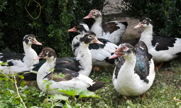 Grupo Patos Almiscarados Adultos Cairina Moschata — Fotografia de Stock