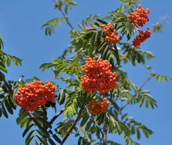 Dans Nature Sur Une Branche Rowan Ordinaire Sorbus Aucuparia Mûrissent — Photo