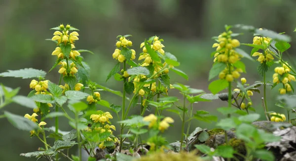 Весна Дикій Природі Лісі Цвіте Жовта Глуха Кропива Ламій Галеоблад — стокове фото
