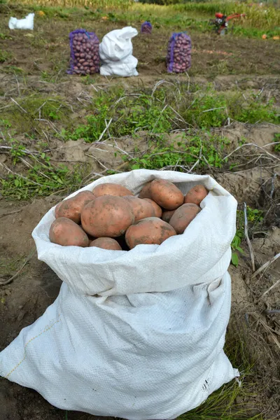 Potatoes Harvested Bag Field — Stock Photo, Image