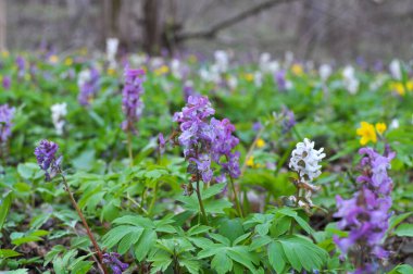 Ormanda ilkbaharda Corydalis çiçek açar.