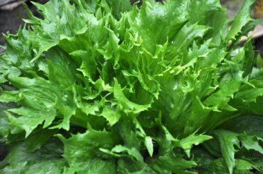 Açık organik toprakta marul yetişir (Lactuca sativa)