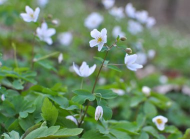 Ormanda bahar mevsimi çiçek açıyor Isopyrum thalictroides