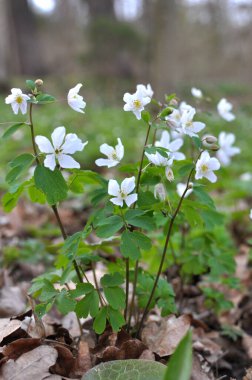 Ormanda bahar mevsimi çiçek açıyor Isopyrum thalictroides