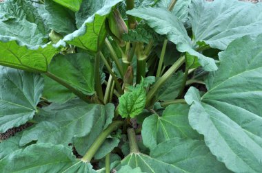 Rubarb açık organik topraklarda, bahçede yetişir..