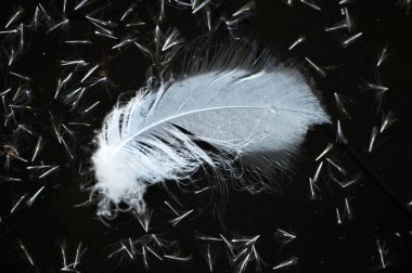 Suyun koyu arka planında - su kuşu tüyleri.