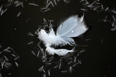 Suyun koyu arka planında - su kuşu tüyleri.