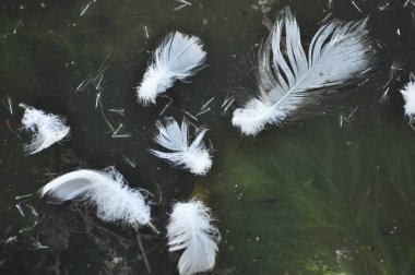 Suyun koyu arka planında - su kuşu tüyleri.