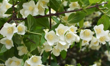 Bahçede bahar çiçek açıyor yasemin çalısı