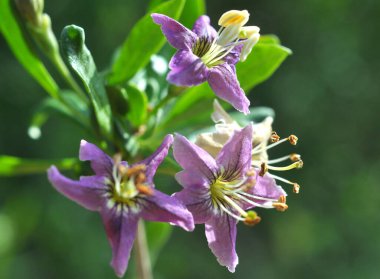 Vahşi doğada bir dal dalı açar Lycium barbarlığı