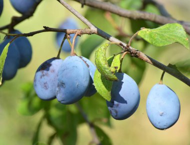 Bahçede olgun eriklerin dalında