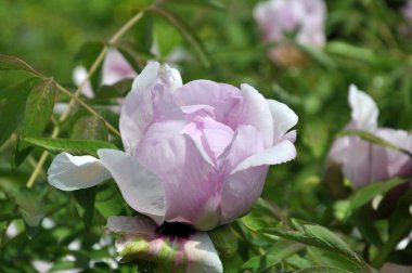 İlkbaharda bahçede, çiçekli şakayık ağacına benzeyen (Paeonia suffruticosa).