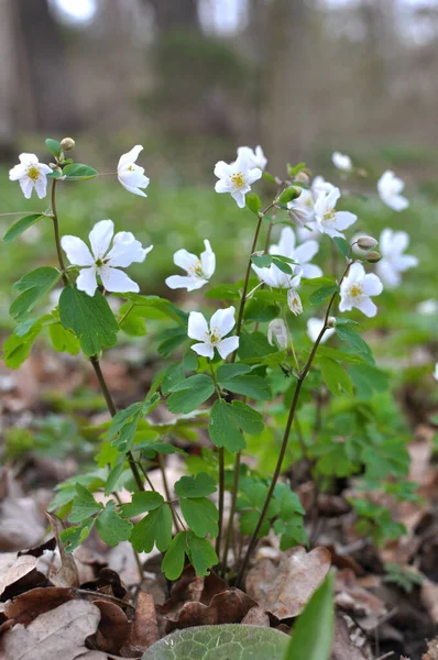 Ormanda bahar mevsimi çiçek açıyor Isopyrum thalictroides