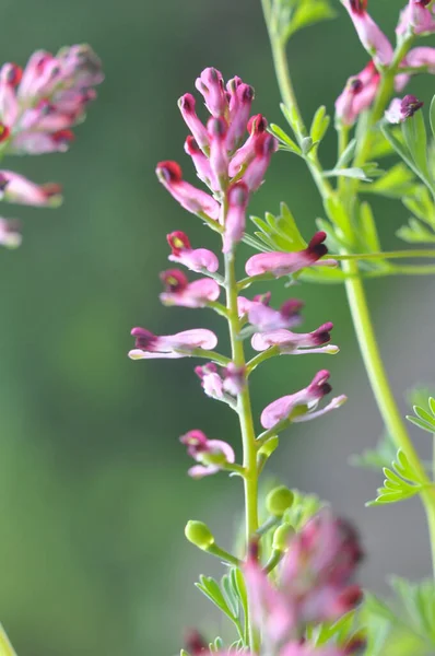 Fumaria Officinalis Bloeit Natuur Het Voorjaar — Stockfoto