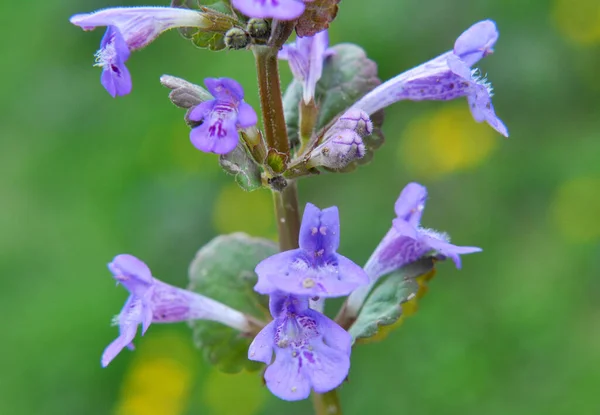 Jaře Glechoma Hederacea Roste Kvete Divočině — Stock fotografie