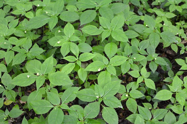 Verão Impatiens Parviflora Cresce Natureza Floresta — Fotografia de Stock