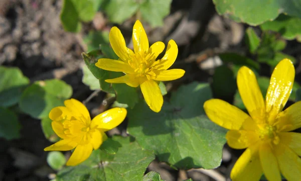 Jaře Ranunculus Ficaria Kvete Divočině — Stock fotografie