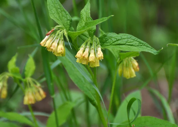 Κίτρινος Comfrey Μικρό Χάδια Symphytum Microcalyx Ανθίζει Στο Δάσος Μεταξύ — Φωτογραφία Αρχείου