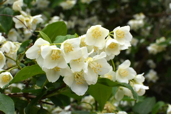 Wiosna Kwitnie Ogrodzie Krzak Jaśminu — Zdjęcie stockowe