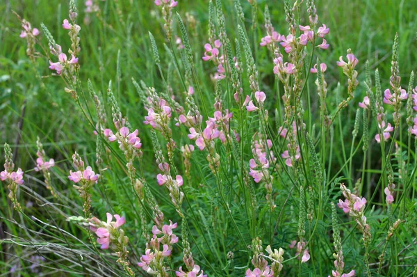 Meadow Wild Grasses Blooms Sainfoin Onobrychis — Stock Photo, Image
