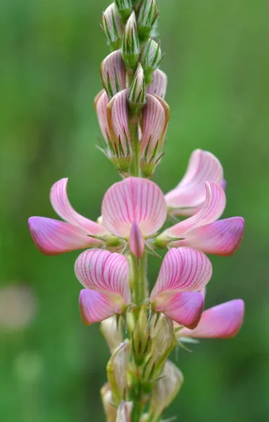 Ängen Bland Vilda Gräs Blommar Sainfoin Onobrychis — Stockfoto